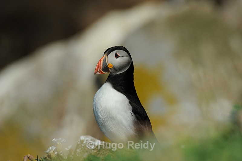  - Saltee Islands Birdlife