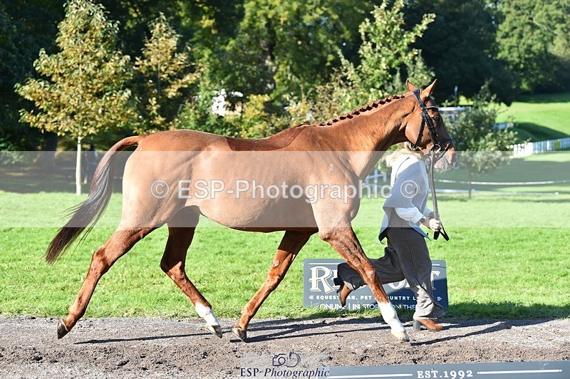 231022-110612-23721 - 436-MASSACHUSETTS-Georgia.Henderson-TrotUp+SJ