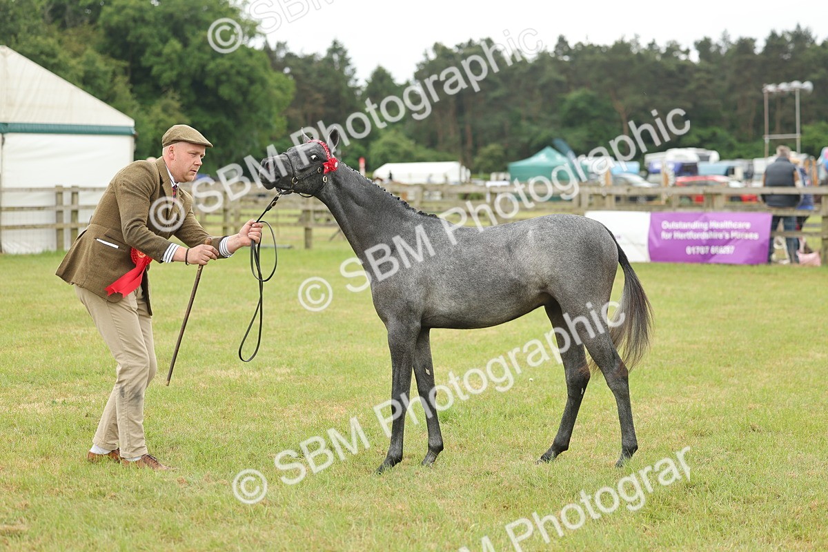 SBM_05383 - Class 68-73 - Riding Pony Breeding