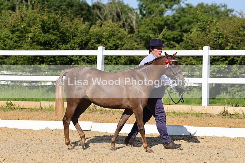 1X9A0597 - Class 3: Youngstock 1, 2, 3 year old not to exceed 153cm