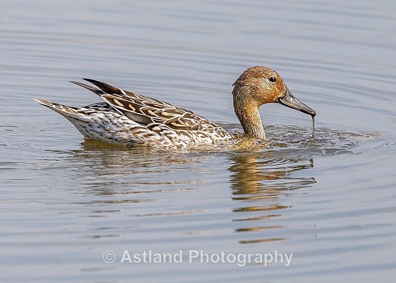 Astland Photography, Bird and Wildlife Images, Susan and Peter Wilson, U.K.