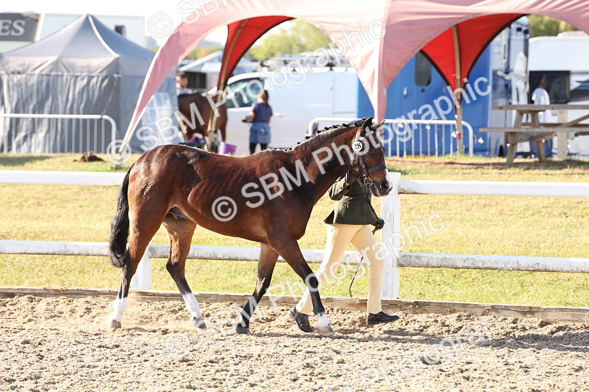 SBM_11631 - Class 203 - Young Handler 11 to 16 years