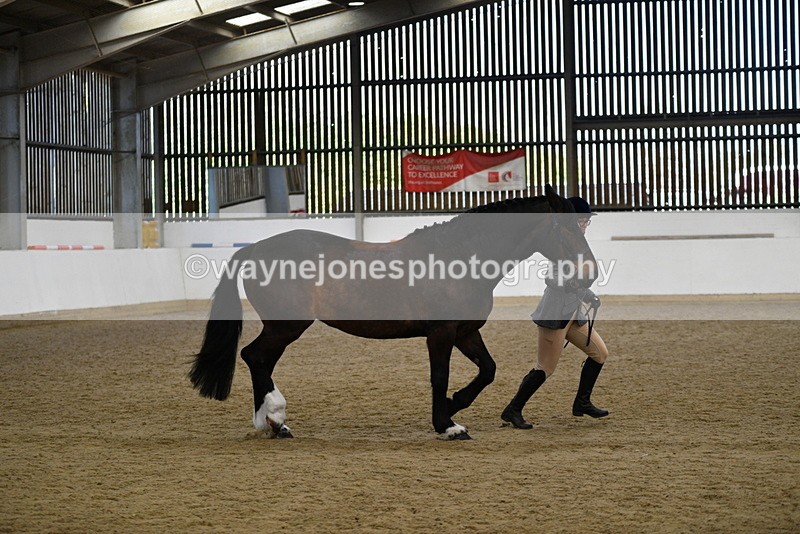 WJ5_5667 - Morning in hand Championship