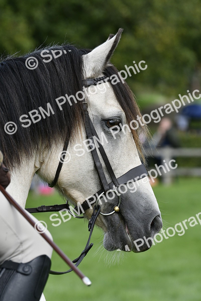 SBM_41563 - S32 - Mountain & Moorland Working Hunter Pony