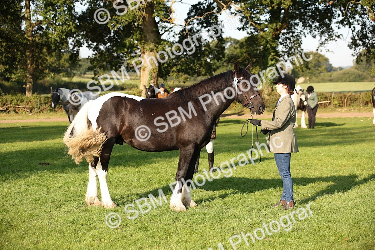 SBM_58760 - S51 - Piebald & Skewbald Horse In Hand