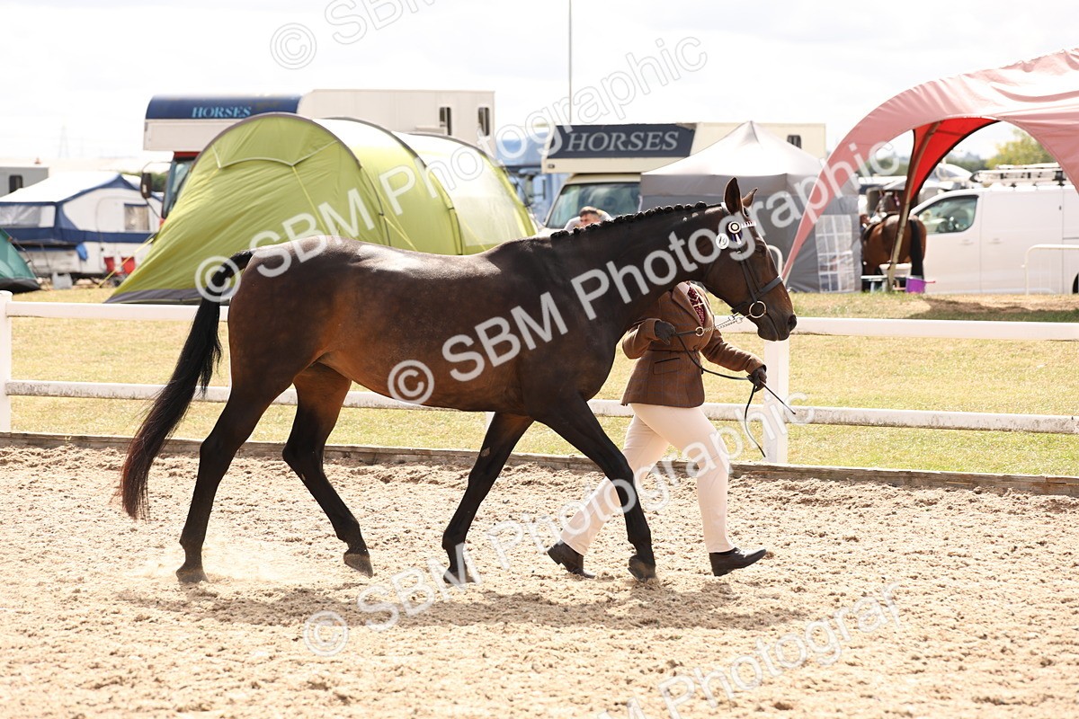 SBM_15353 - Class 210- IH Show Horse