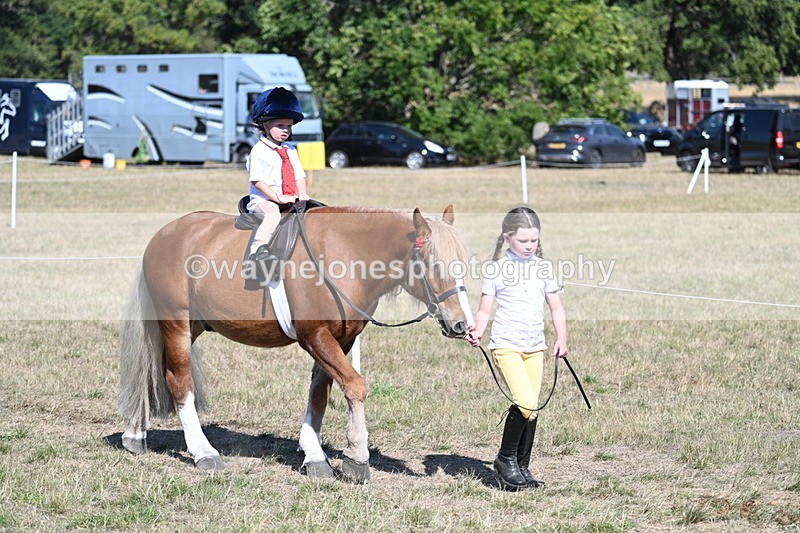 WJ7_1428 - Class 42 Most Handsome Gelding