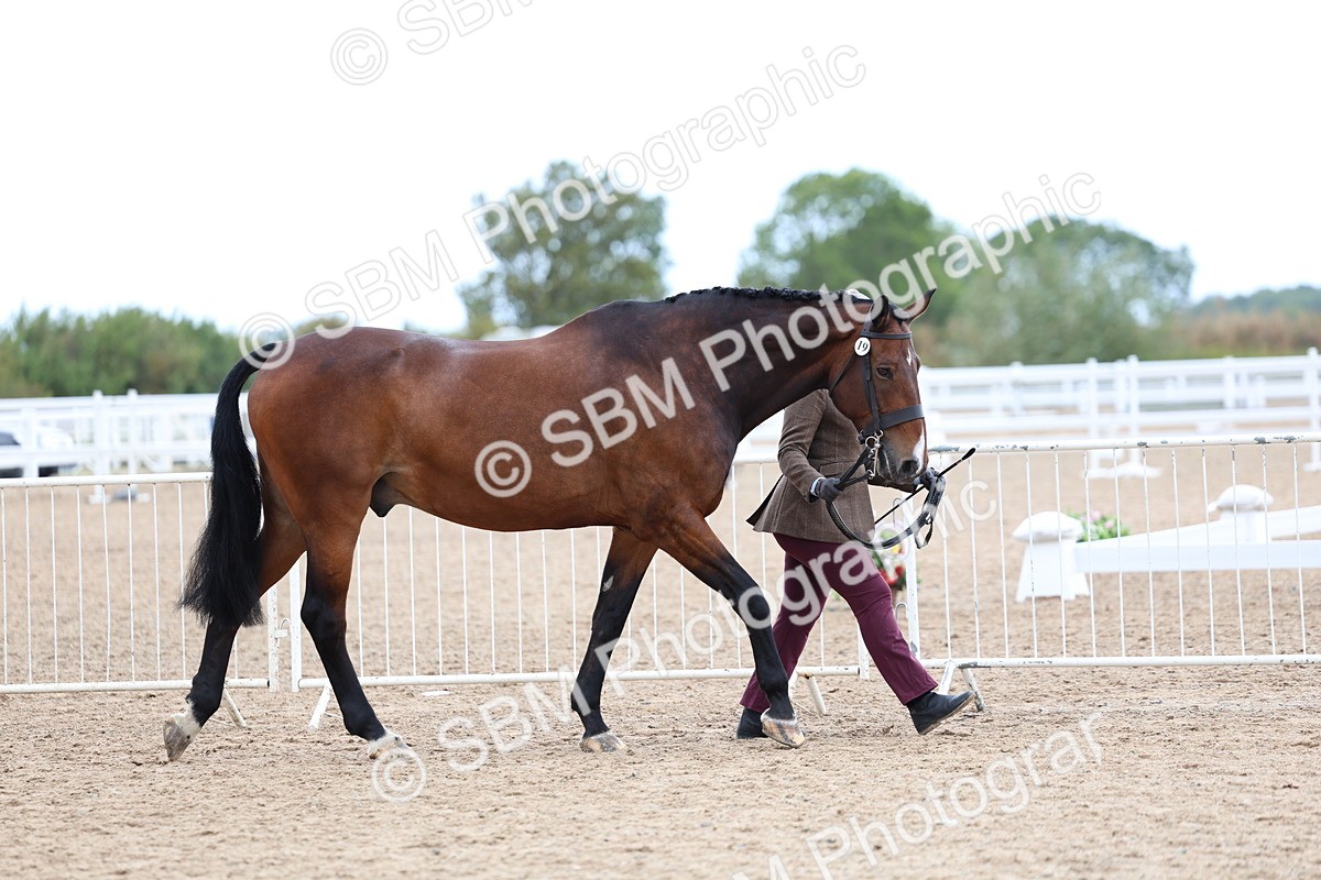 SBM_05694 - Class 28 - IH Veteran Horse
