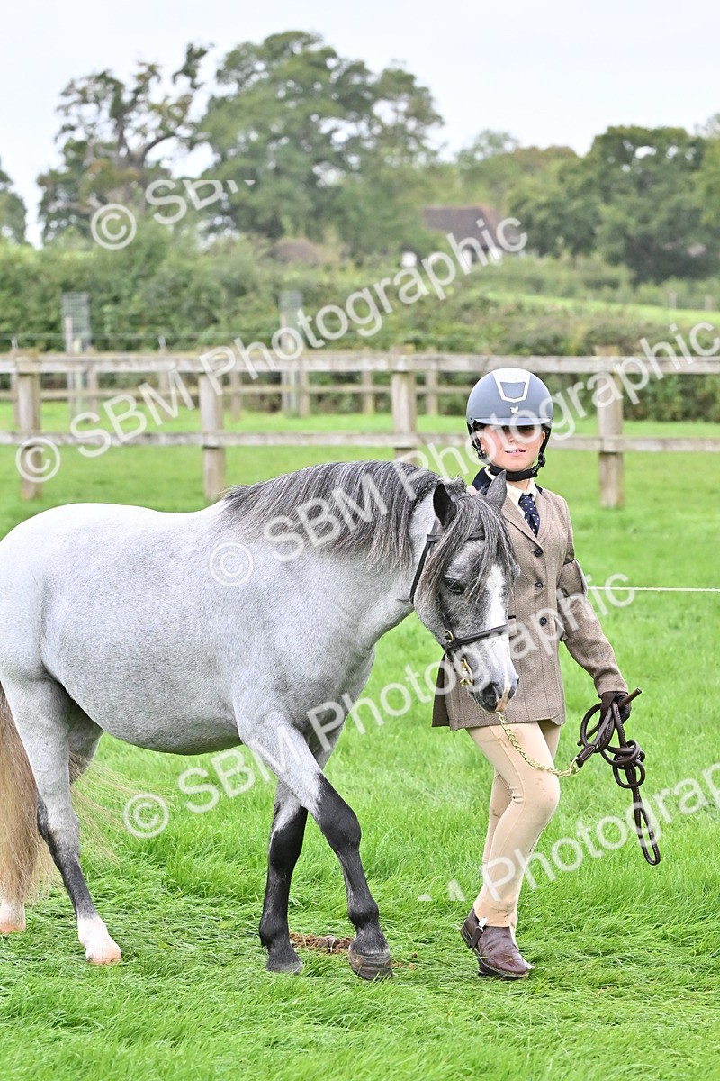 SBM_60931 - S48 - Mountain & Moorland In Hand Small Breeds
