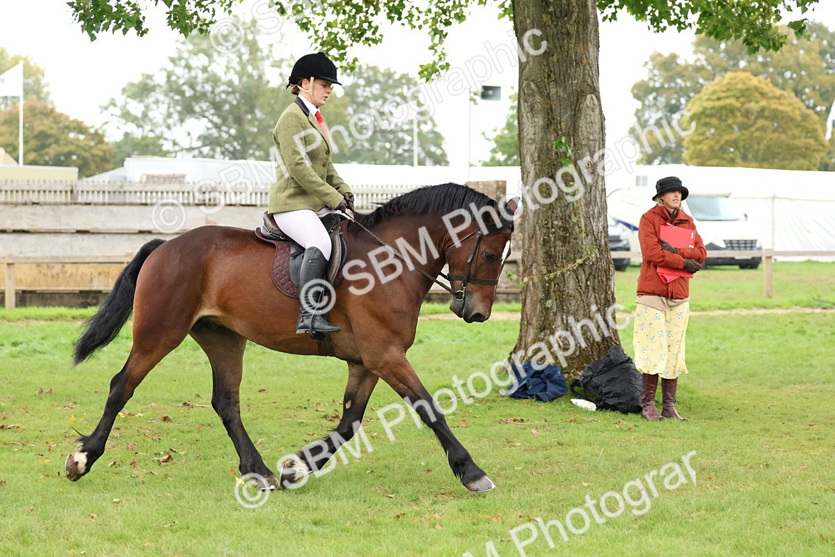 SBM_69662 - S62 - Mountain & Moorland Ridden Large Breeds