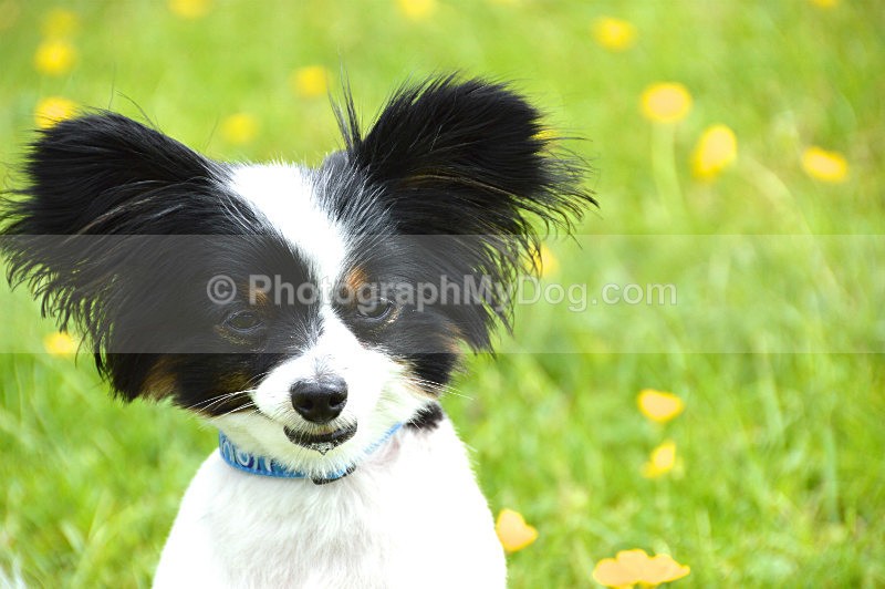  - Papillon