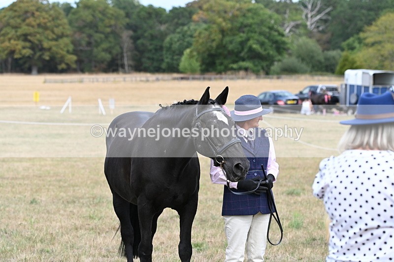 WJ6_6330 - Class 19 In-hand Veterans (Uploaded correct folder)
