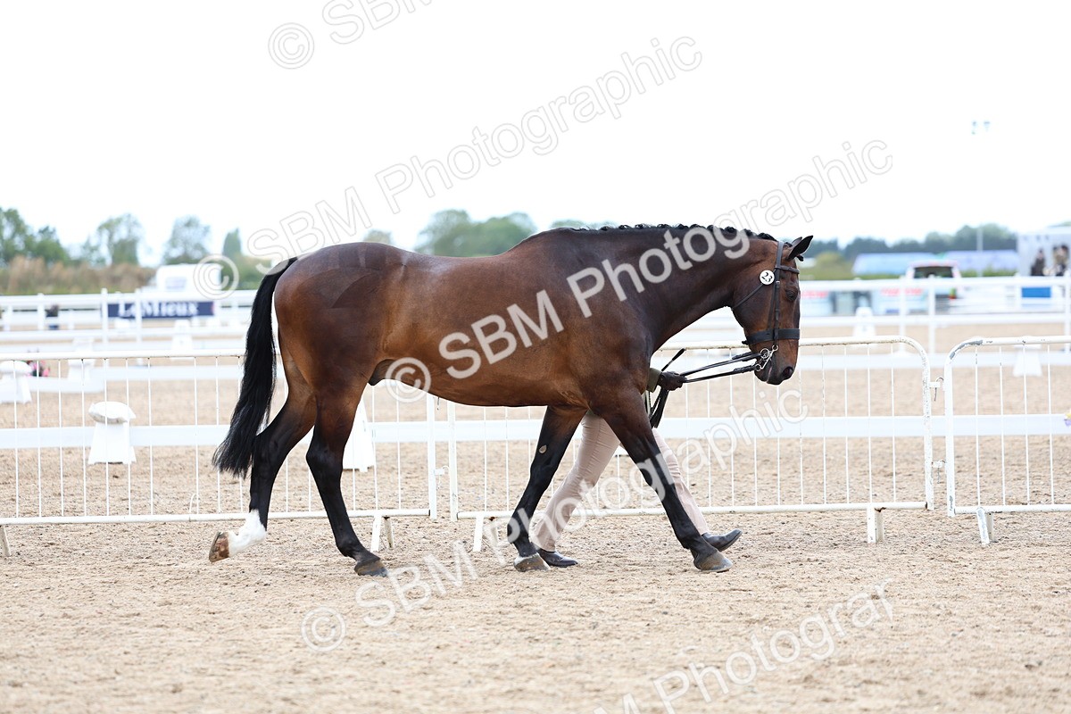 SBM_05680 - Class 28 - IH Veteran Horse