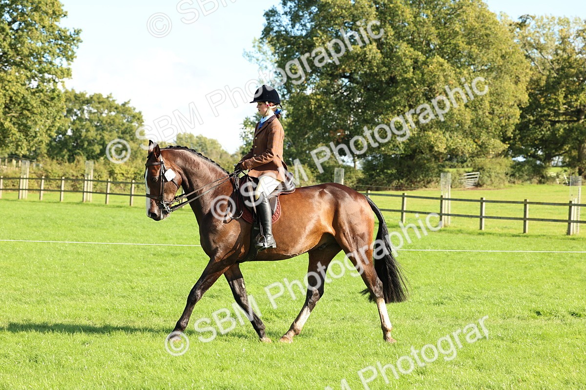 SBM_50113 - S34 - Novice & Newcomers Working Hunter