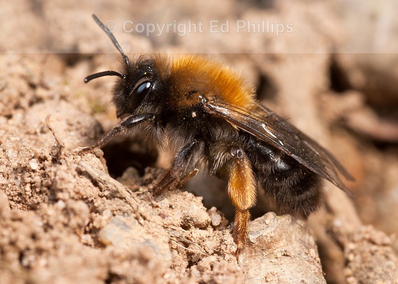 Andrena clarkella (f)