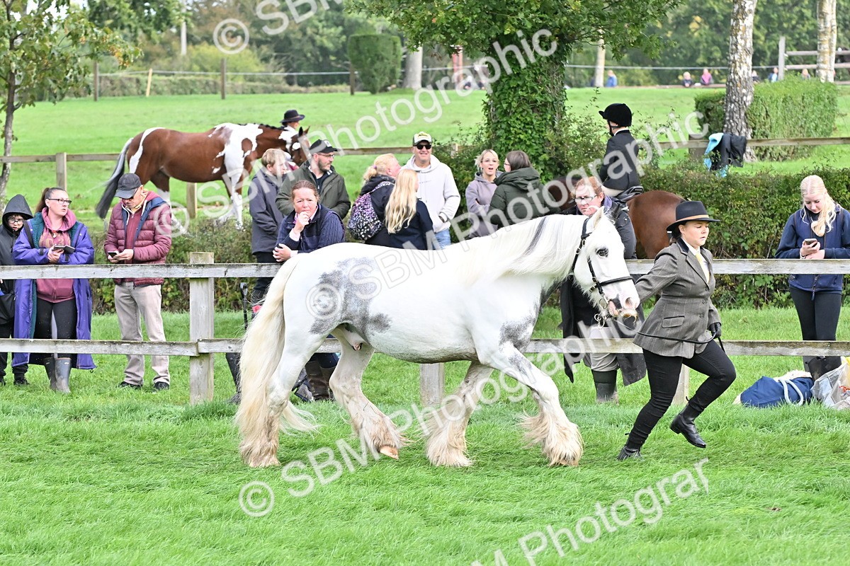 SBM_56943 - S45 - Coloured Pony In Hand