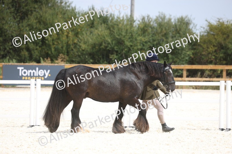 20260802-1487 - Class 16 - Best Horse or Pony