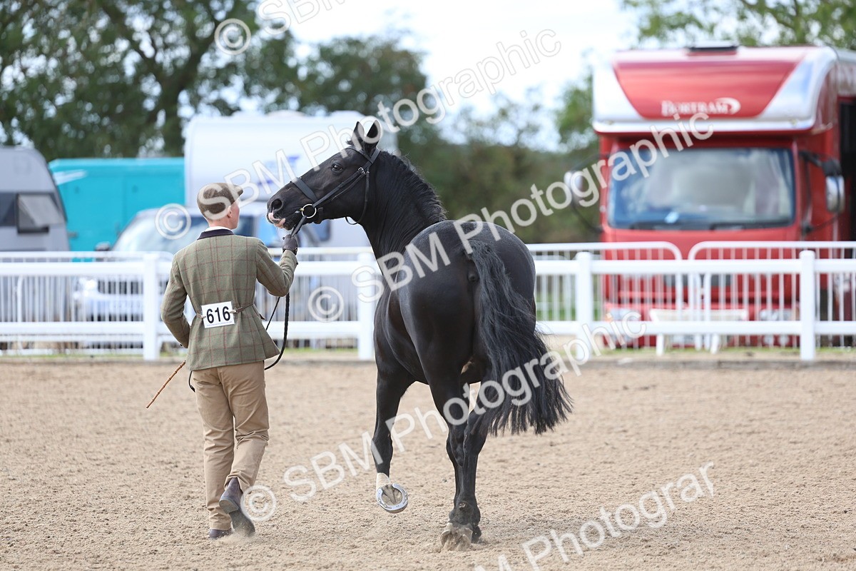 SBM_15449 - Class 312 - IH Competition Horse-Pony