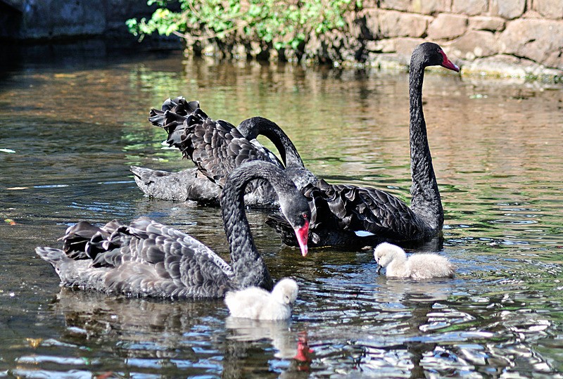 RSPO03 Postcard Black Swans and Cygnets - Dawlish Postcards