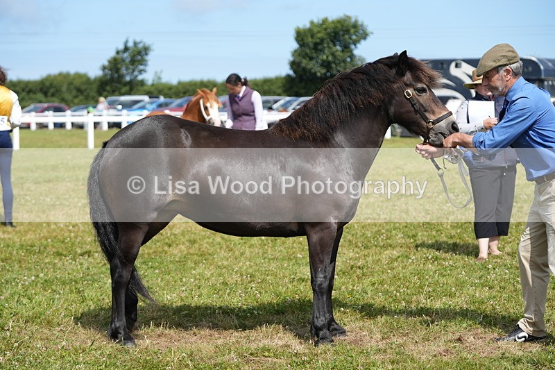 DSC05569 - Class 50: NPS M&M 4 years and over Small Breeds