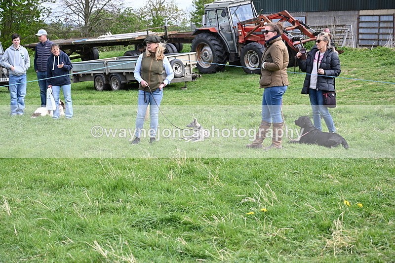 WJ6_8776 - Class 8 Best Working / Gun Dog or Bitch