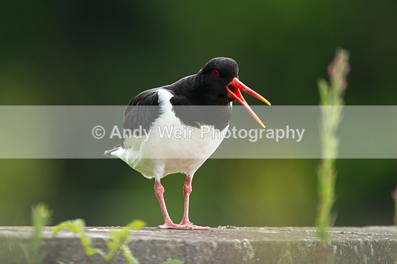 20110613-IMG_5741 - Oyster Catcher