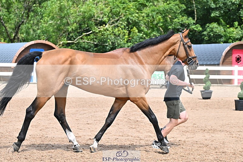240718A-105303-01504 - Trot Up 12pm to 1pm