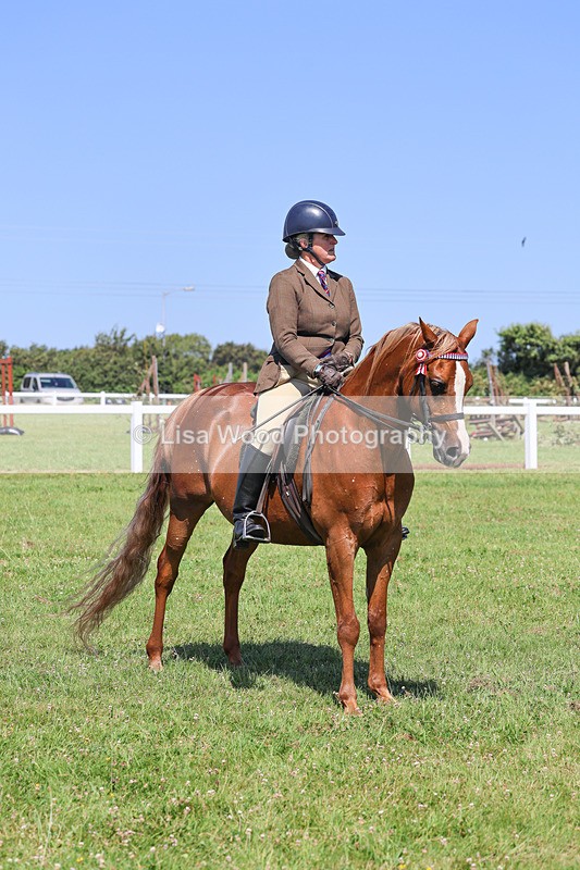 IMG_2227 - Class 37: Pure, Anglo & Part Bred Ridden Arab