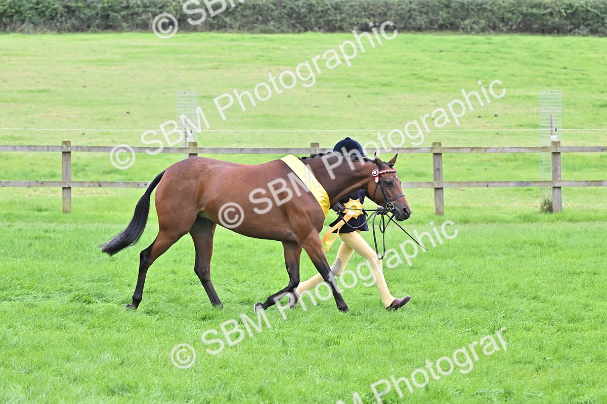 SBM_64962 - S50 - Show Pony & Show Hunter Pony In Hand