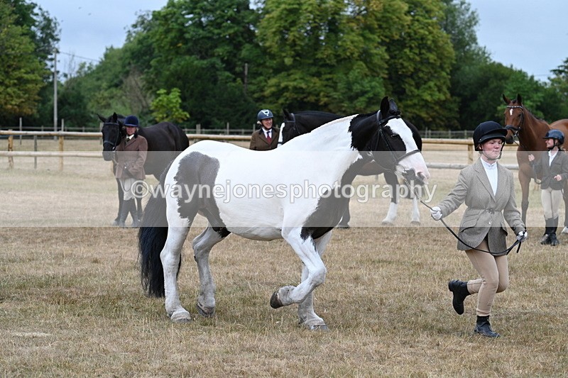 WJ7_9960 - Class 5a Most Handsome Gelding (above 14.2hh)