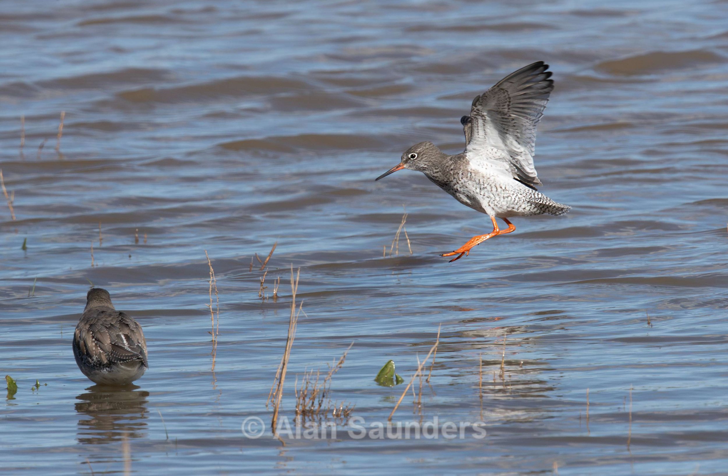 Common Redshank 3