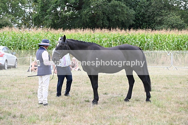 WJ6_6104 - Class 19 In-hand Veterans (Uploaded correct folder)