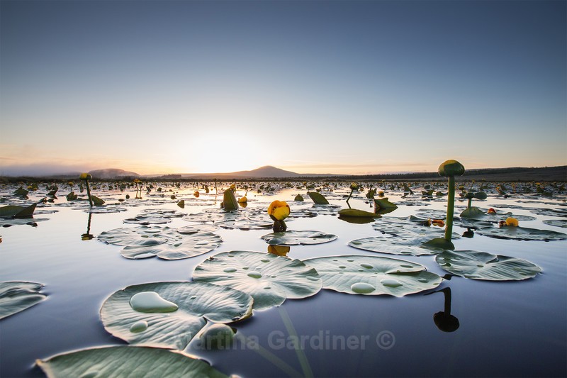 Wild Lily Pond - Ireland by Day