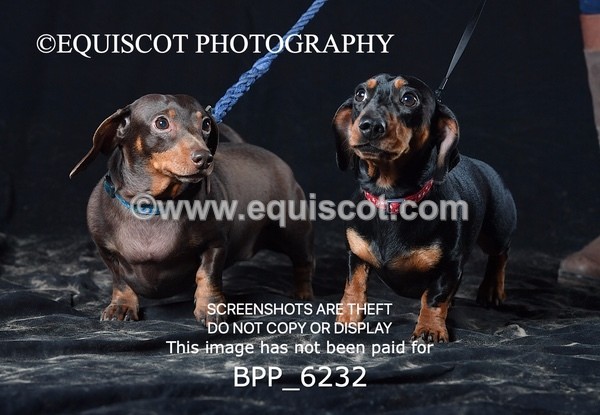 BPP_6232 - LESLEY GRANGER DOGS