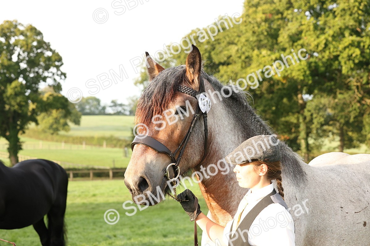 SBM_54420 - S51 - Foreign Breeds In Hand