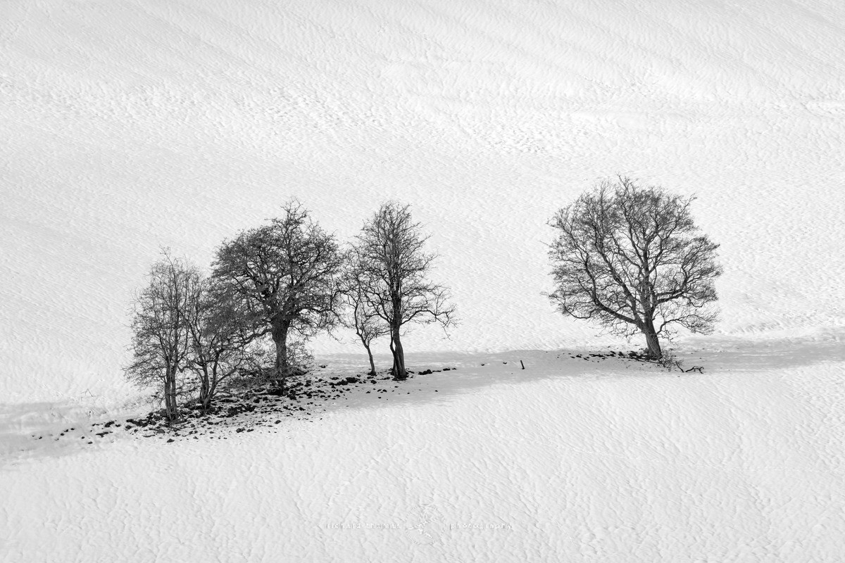 Snow Grove - Peak District - WINTER