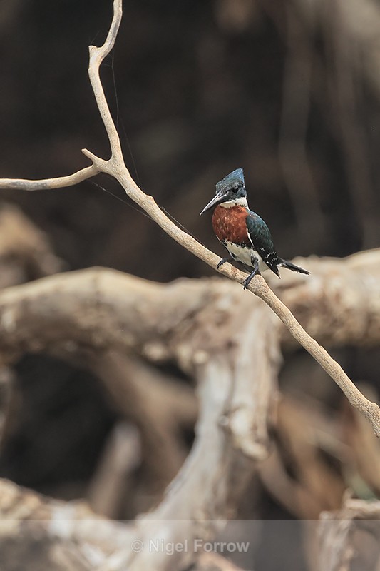 Green Kingfisher (male), Pantanal, Brazil - Green Kingfisher
