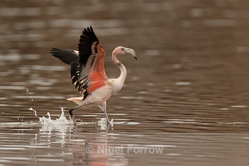 American Flamingo lands on lake, Floreana, Galapagos - American Flamingo