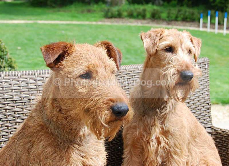  - Irish Terriers