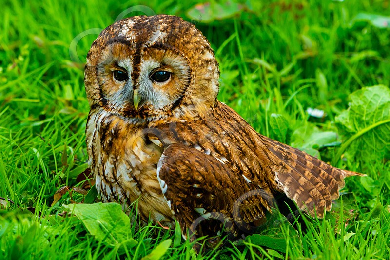 tawny owl Strix aluco-6896 - Owls of the World