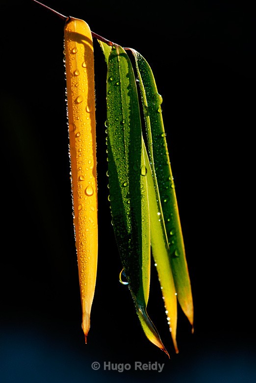 - Macro