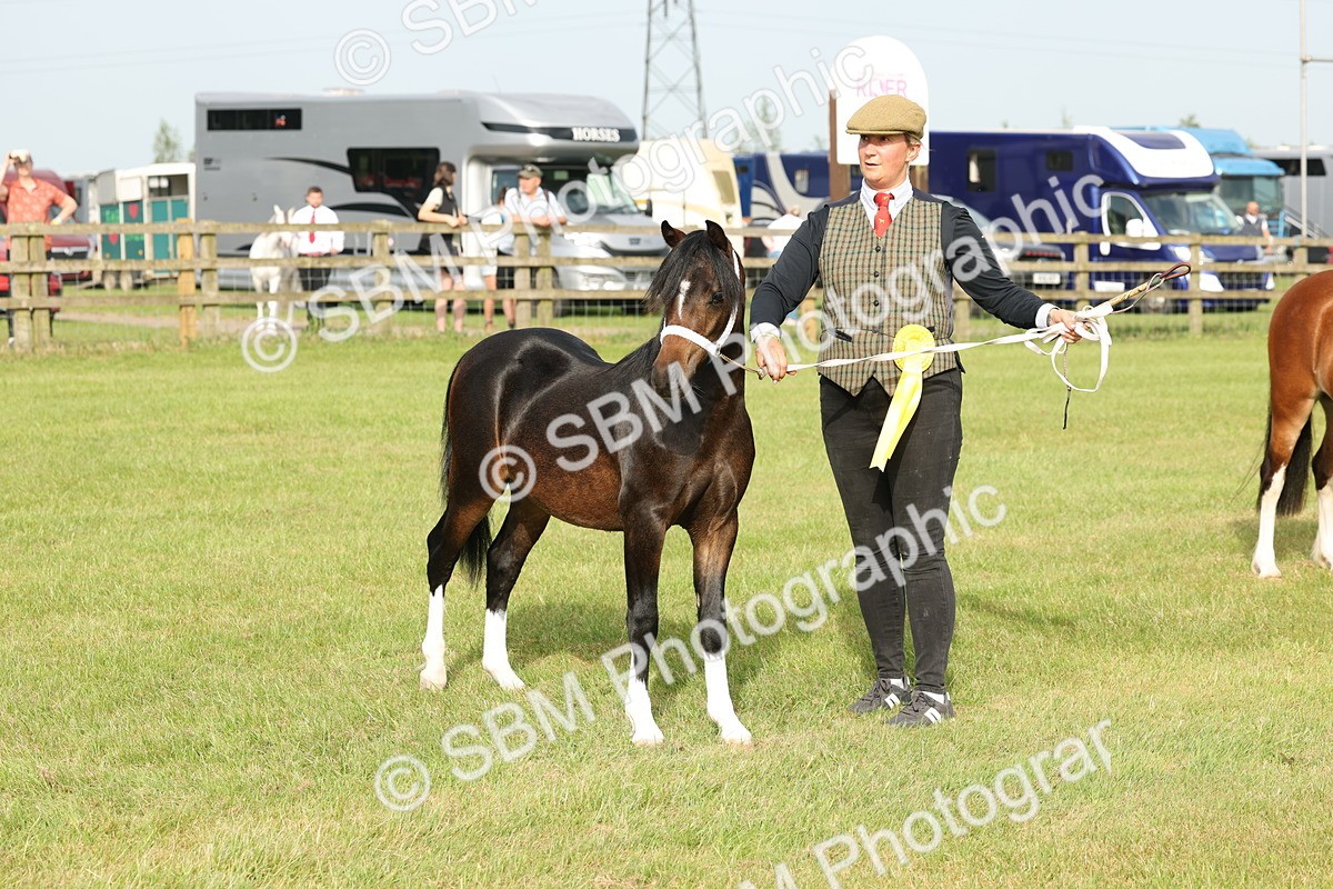 SBM_00457 - Class 6-13 - Mountatin and Moorland In Hand Welsh Breeds