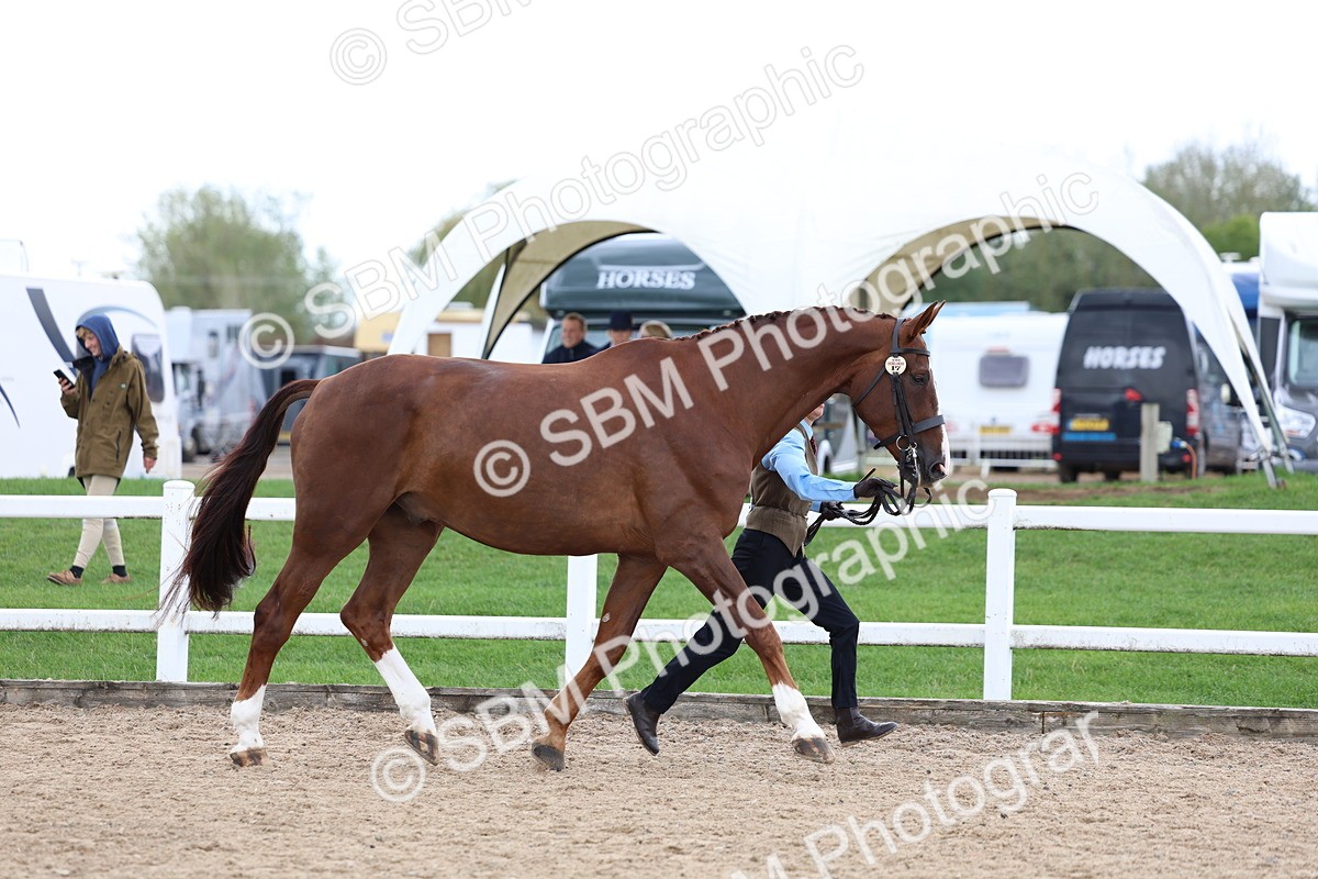 SBM_05038 - Class 27 - IH Competition Horse or Pony