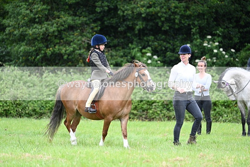 WJ7_3999 - Class 14A Handsome Gelding