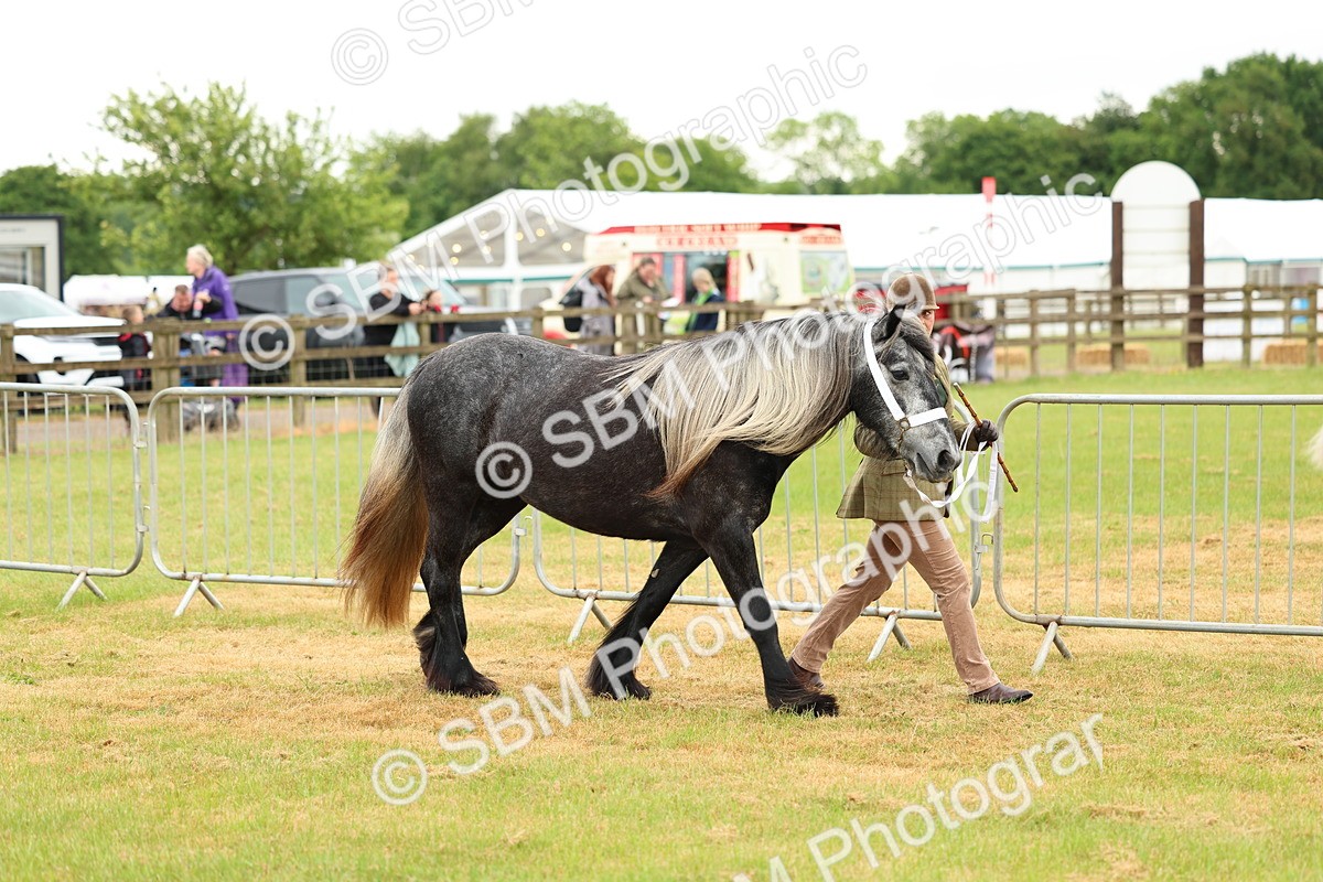 SBM_00374 - Class 58-67 - M&M Non Welsh Pony In hand