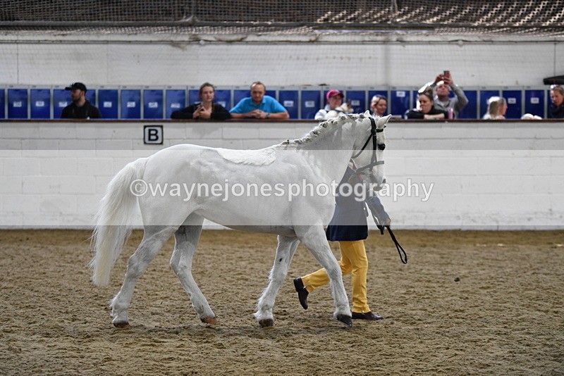 WJ5_4666 - Class 3 Part Bred In hand