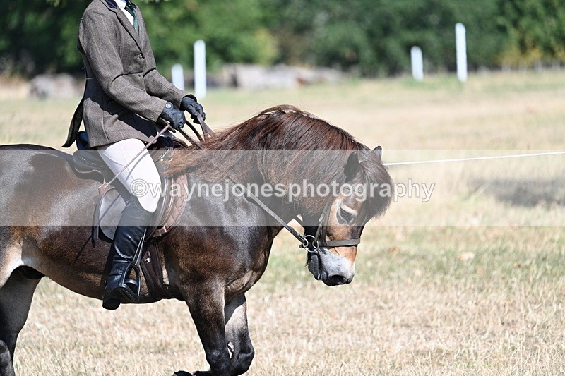 WJ7_3483 - Class 9 Mountain & Moorland Ridden