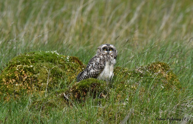 Short-eared owl - Owls