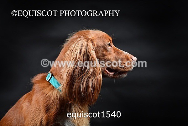 equiscot1540 - COOPER