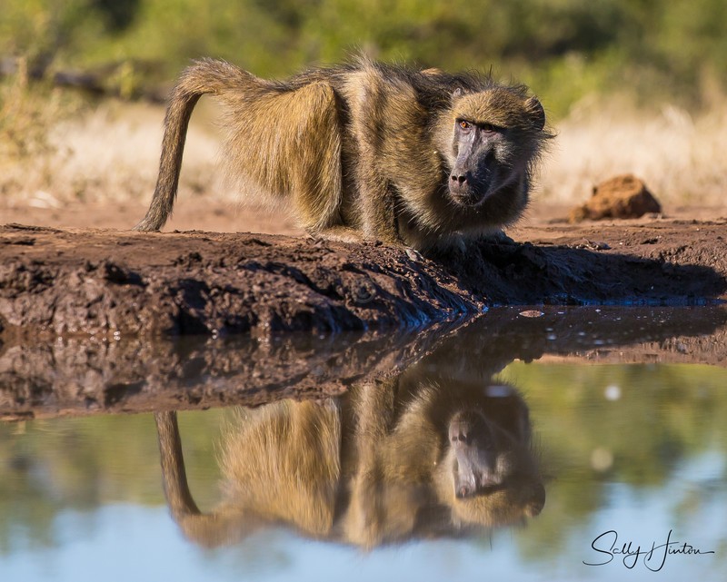 Baboon Reflection 3